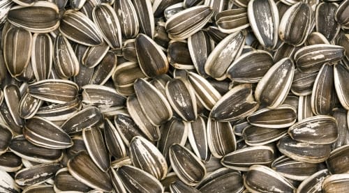 Striped Sunflower Seeds for Wild Birds, 25 or 50 lb — alternate view 2