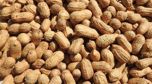 Peanuts in Shell for Wildlife & Squirrels, 10 or 25 lb — alternate view 2