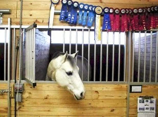 White horse looking out of a stall with a display of blue and red show ribbons hanging above
