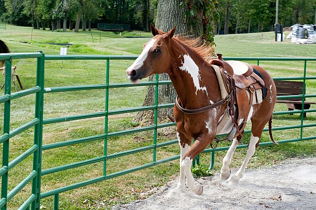 working a horse in a round pen. This is essential equipment for horse farms