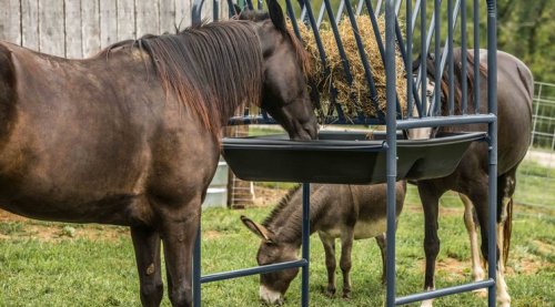 Adjustable Hay Grain Feeder Cashmans