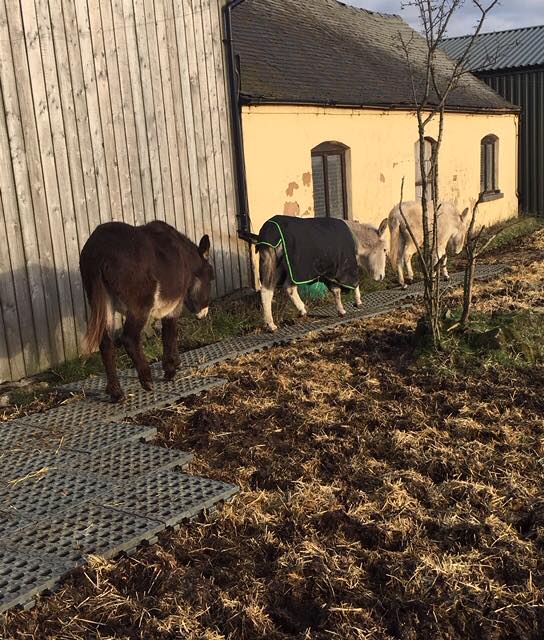 Stable Ground Mud Solution - Cashmans