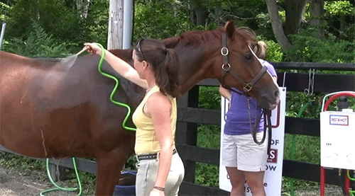 Instant Hot Kettle at the Barn - Pro Equine Grooms