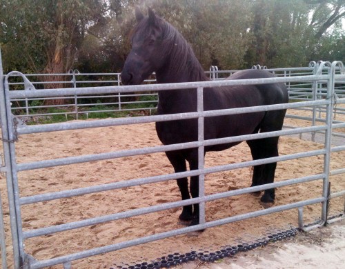 Grid Mats for Horse Stalls - Paddock Slab — Paramount Materials