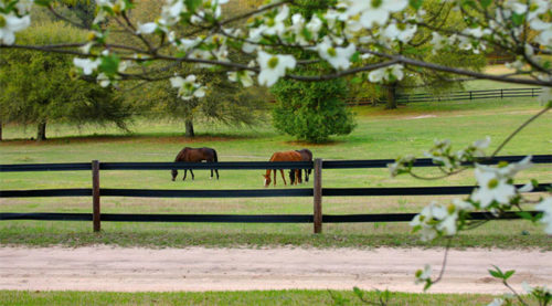 Centaur 5" Black Cenflex Fence