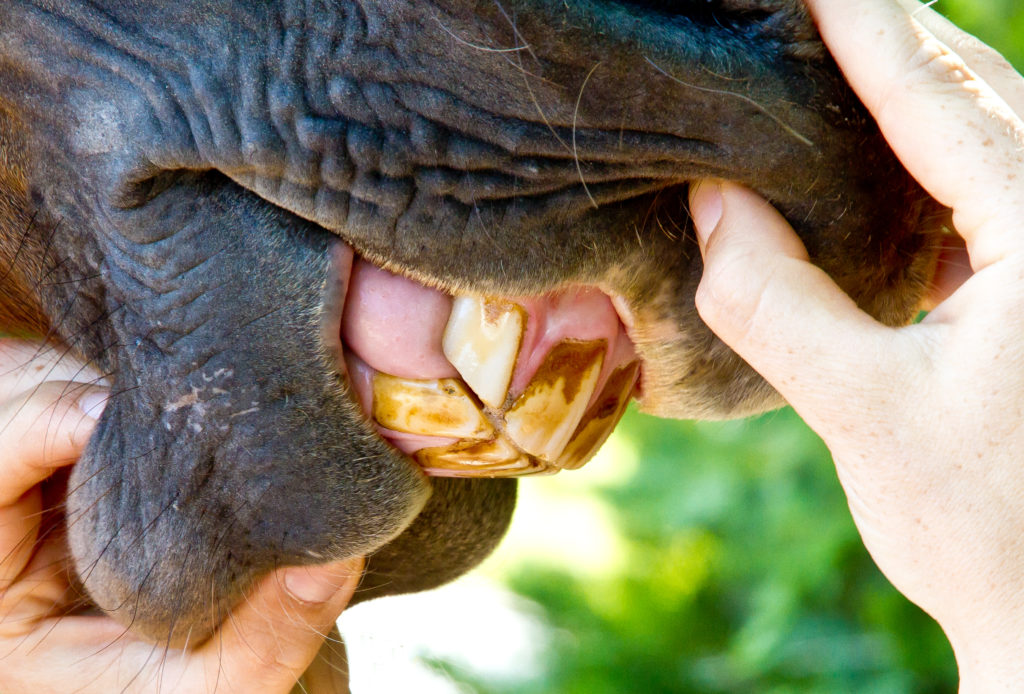 senior horse mouth open showing teeth
