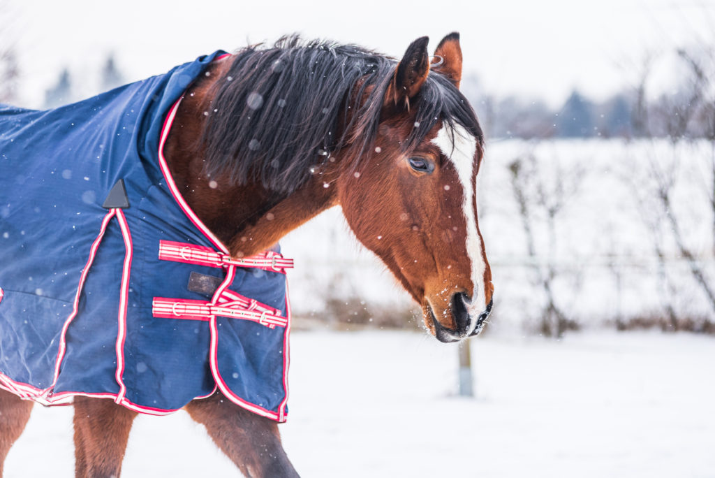 senior horse wearing a blanket in the snow