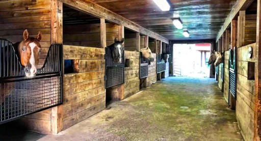 horses in barn hanging their head out of horse stalls 