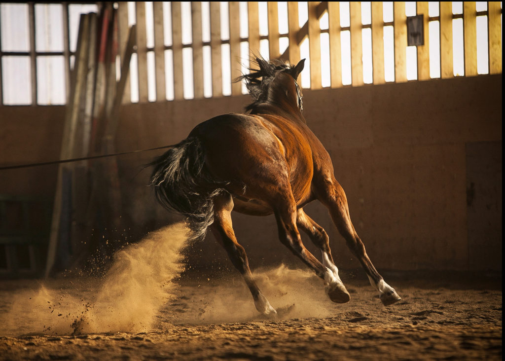 horse lunging in indoor arena