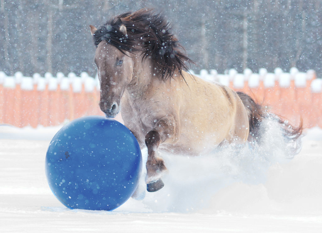 horse playing in snow with ball