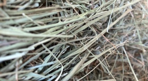 close up of hay treated with hay guard