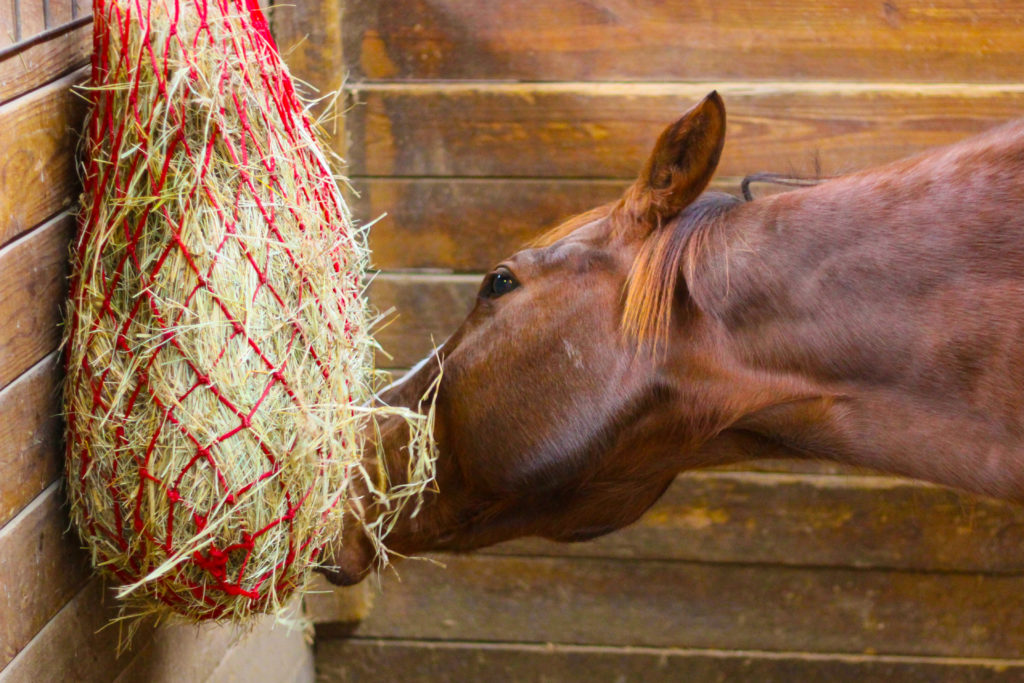 horse eating hay out of a hay bag hanging in a horse stall