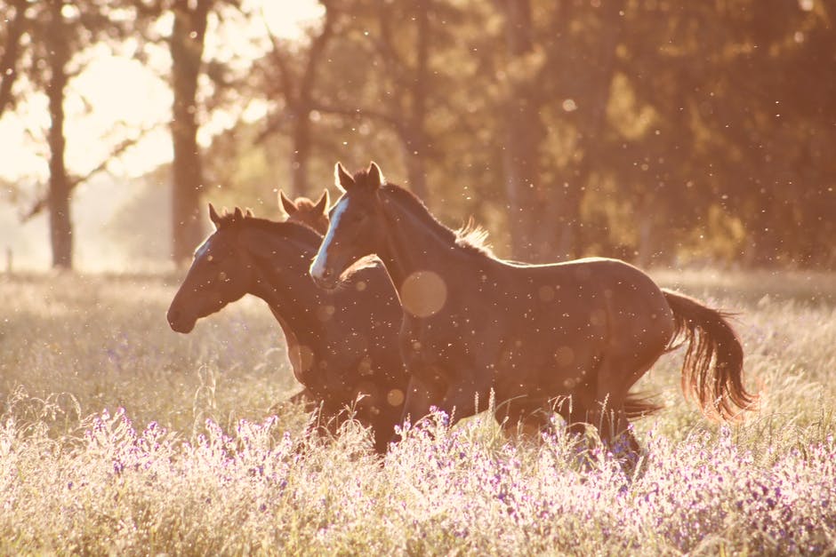 Horses walking in field