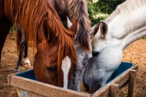 three horses feeding at a horse feeder