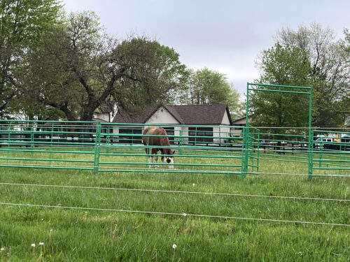 5' High Cashmans CS Horse Panel - Image 5