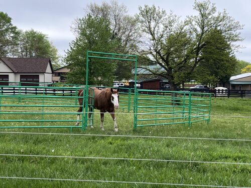 5' High Cashmans CS Horse Panel - Image 6