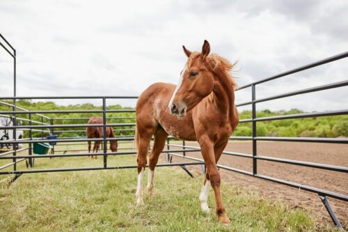 5' High Equestrian World Panels - Image 3
