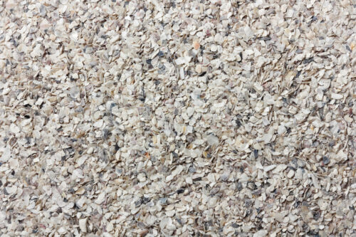 Oyster Shells