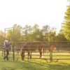 60' Equestrian World Round Pen