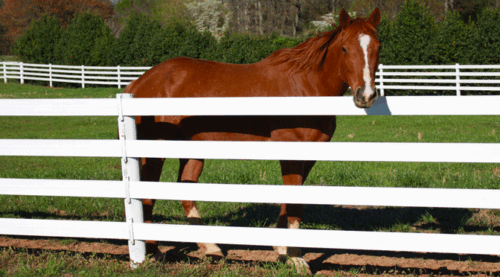 Centaur 5" White Cenflex Fence