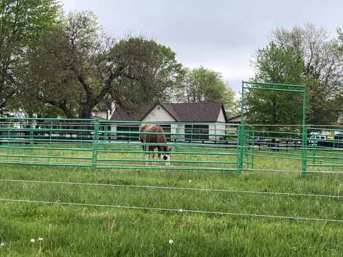 5' High Cashmans CS Horse Panel - Image 5