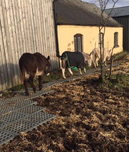 Stable Ground Mud Solution 31+ - Image 10