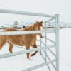 70' Hot Dipped Galvanized Round Pen - 6' High - Image 3