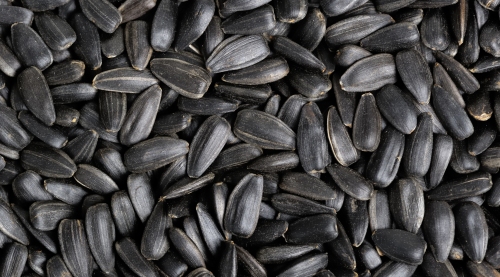 Black Oil Sunflower Seeds
