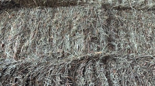 Hay