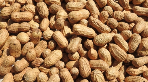 Peanuts in Shell