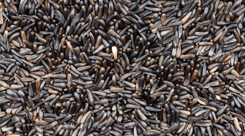Thistle Seed