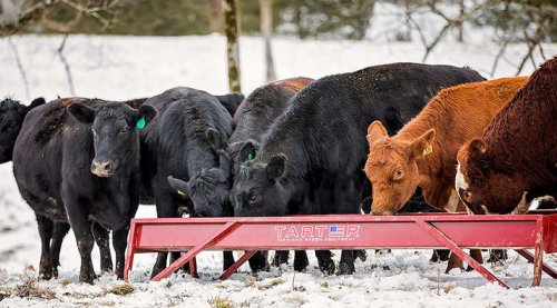 10’ Red Tarter Grain Feeder - Image 2