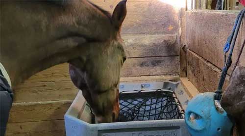 Hay Optimizer Stall Feeder - Image 3