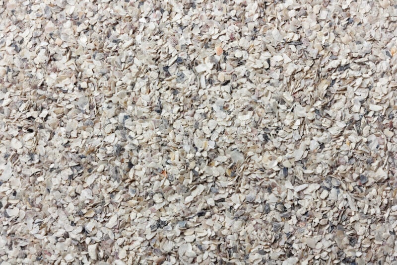 Oyster Shells